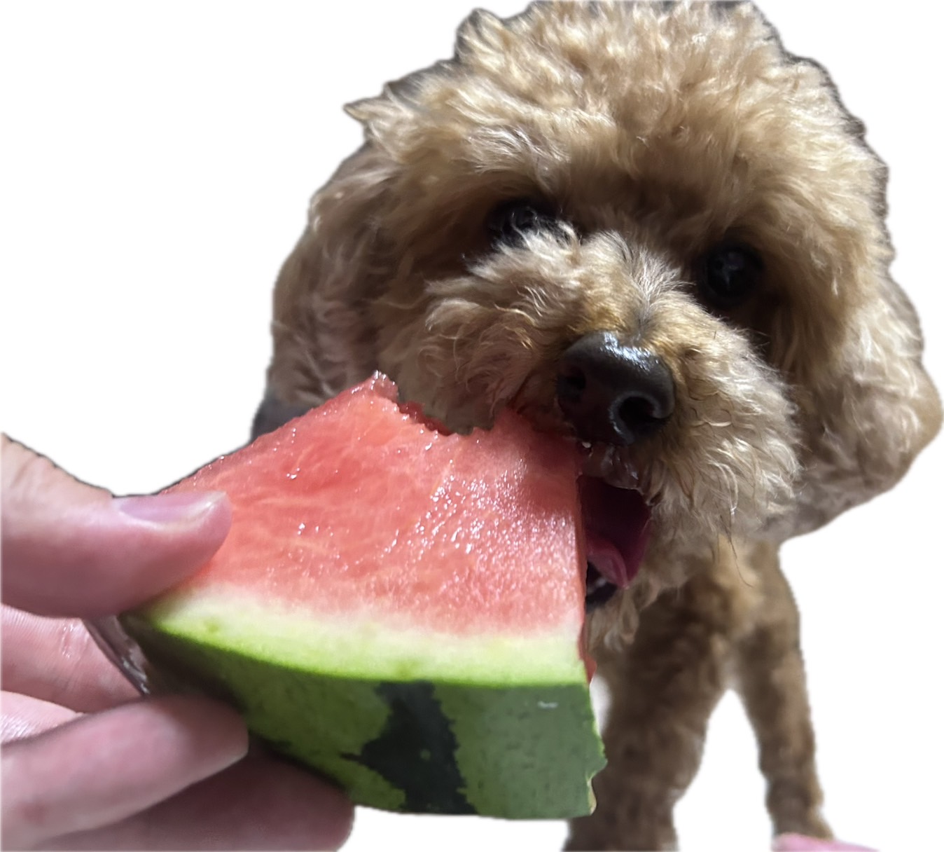 夏の先取り🍉