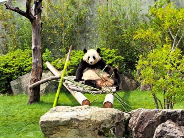 さよなら、、、パンダ🐼