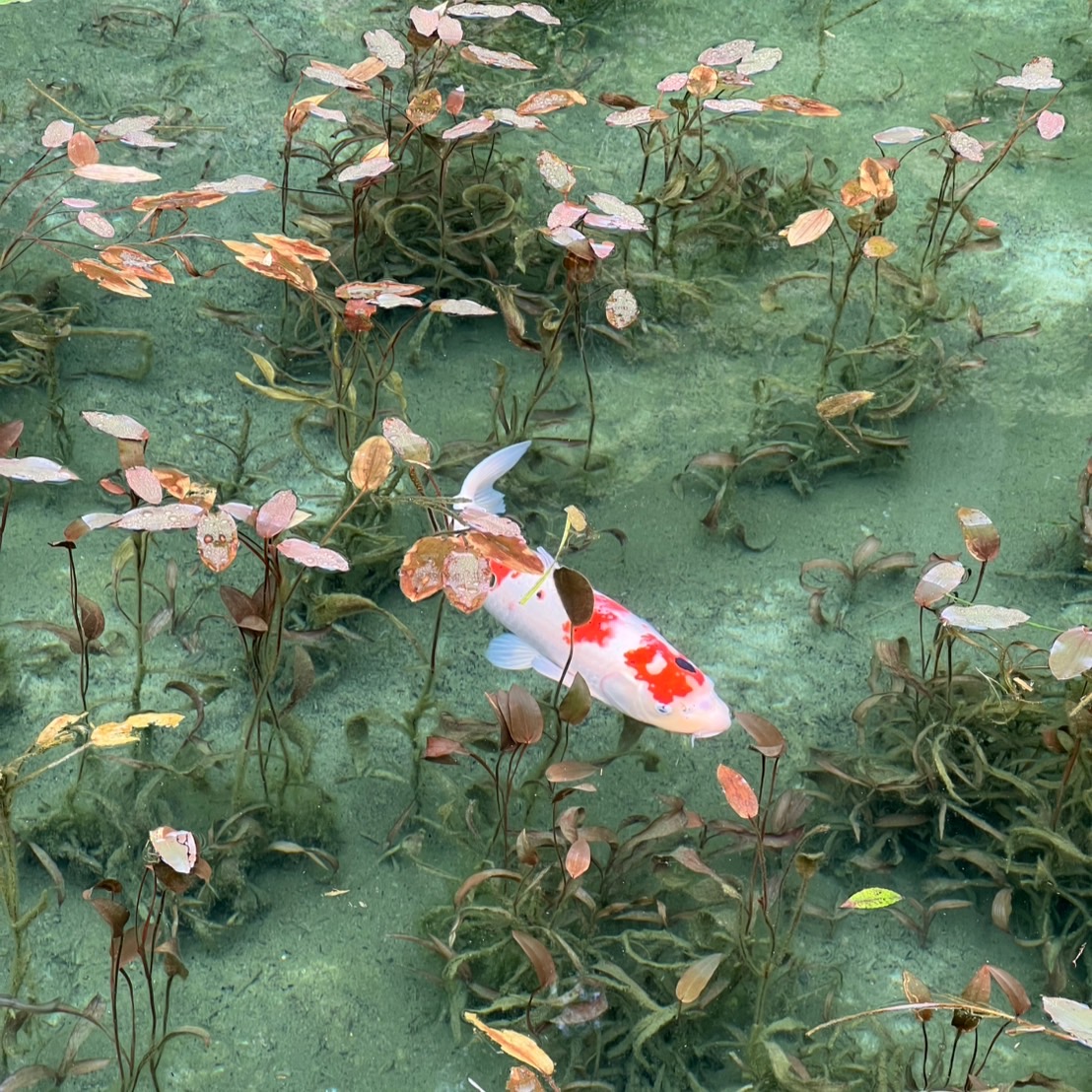「モネの池」と「月見の森」