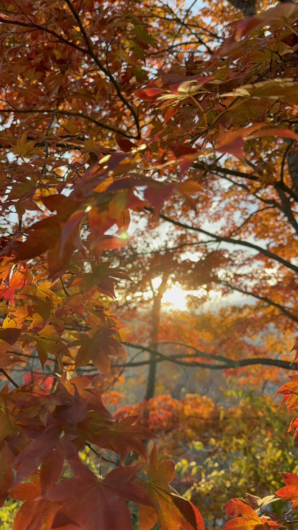昼夜で楽しむ紅葉