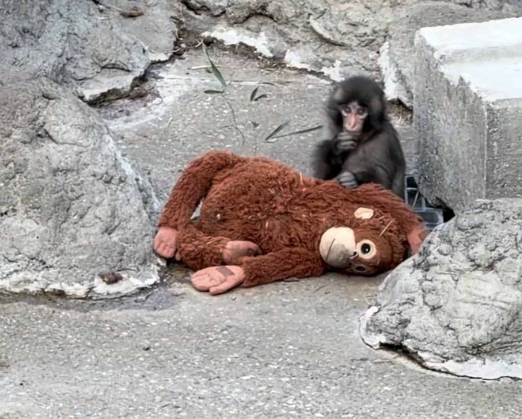 がんばれ、パンチ君!