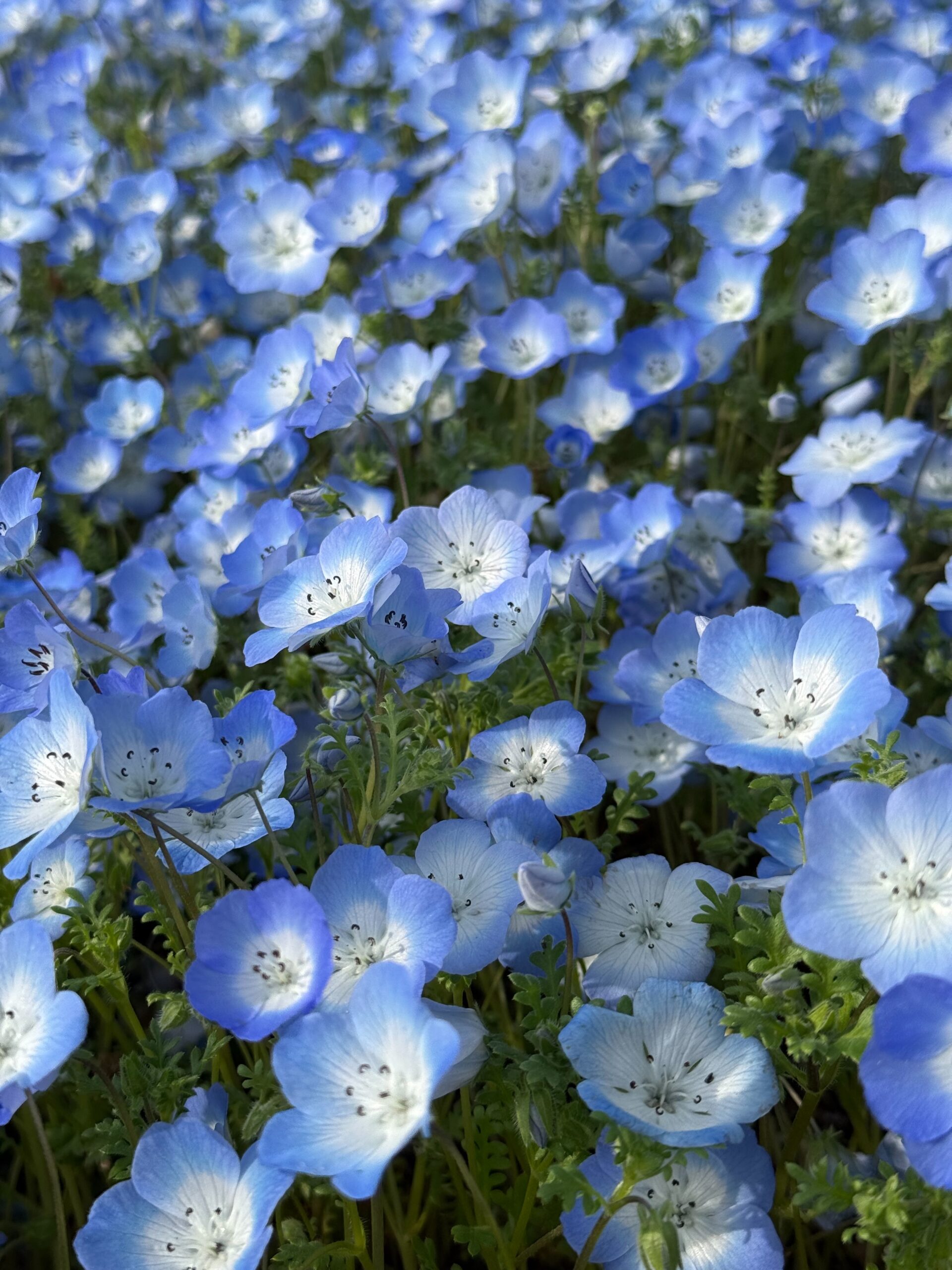 私の好きな季節