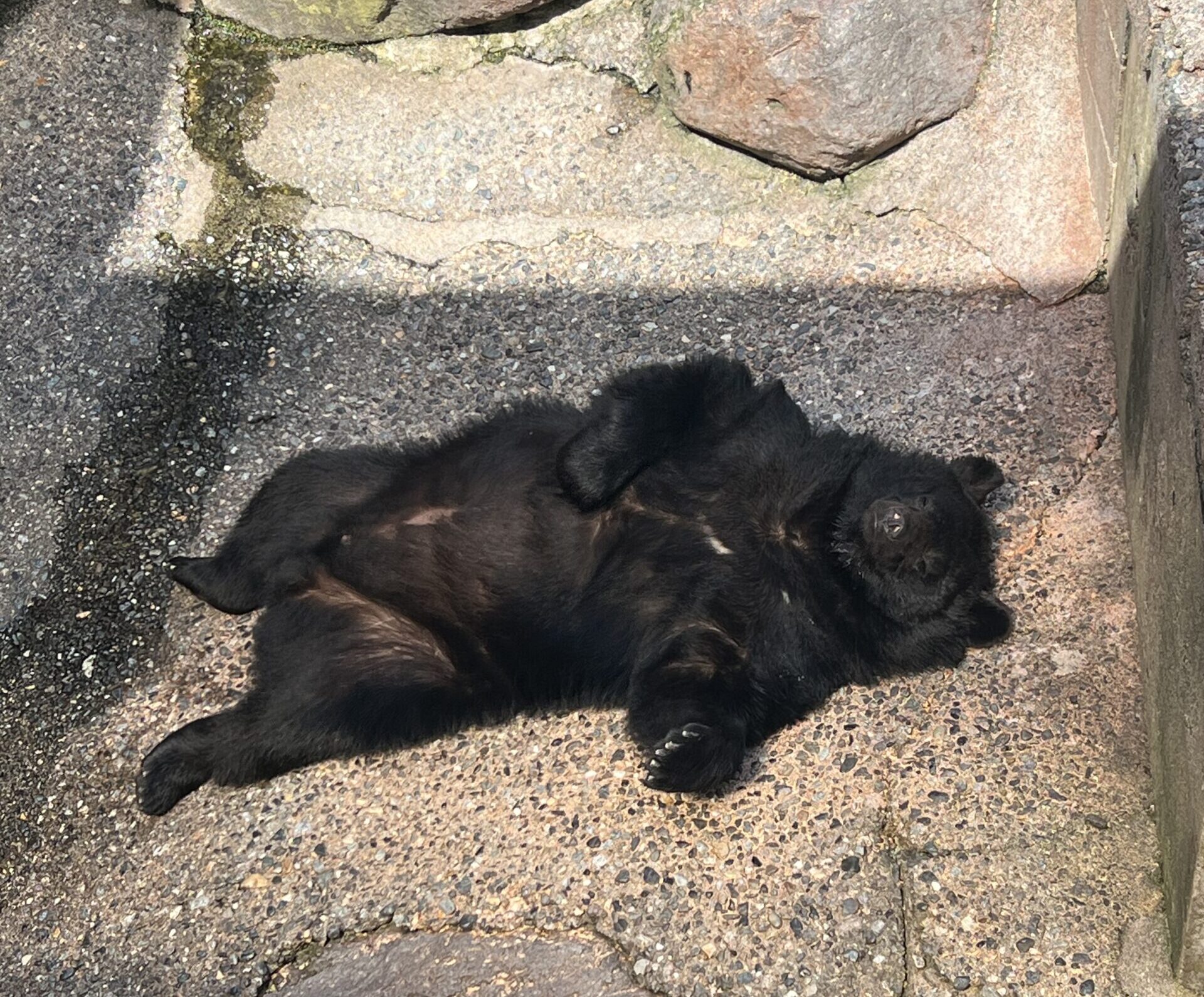 クマ牧場🐻🌸
