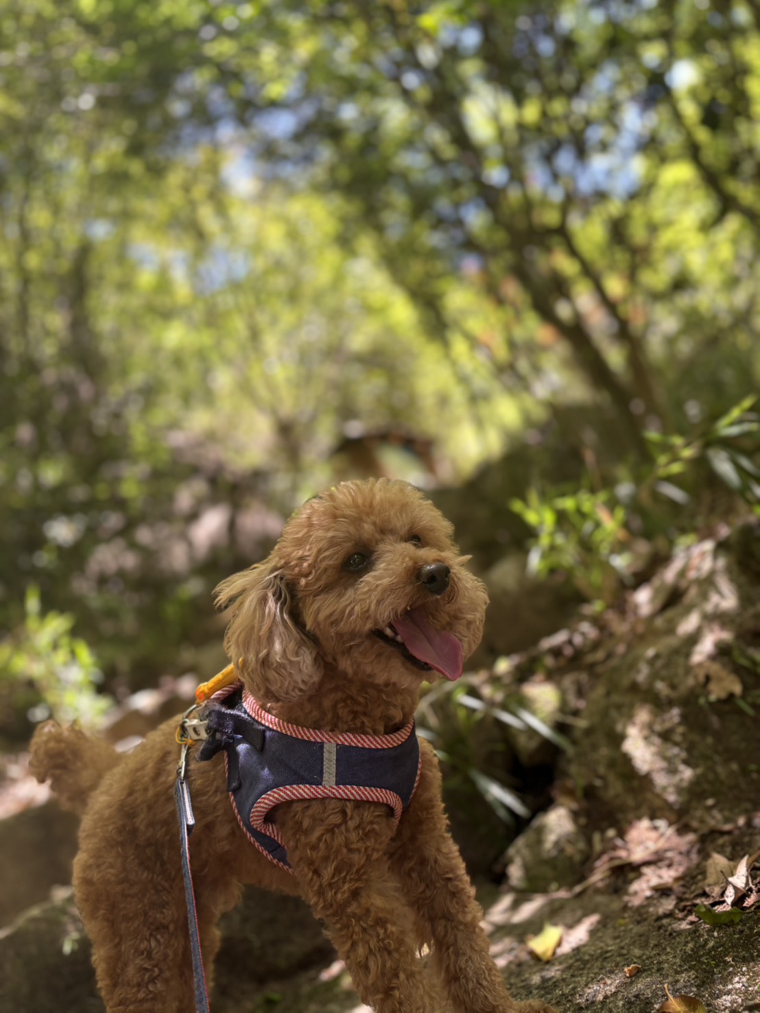 鬼岩公園