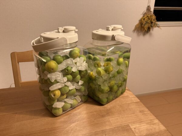 ウメを仕込んだ瓶
